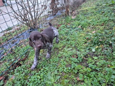 Les chiots de Braque allemand à poil court