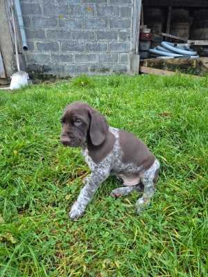 Les chiots de Braque allemand à poil court