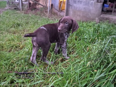Les chiots de Braque allemand à poil court