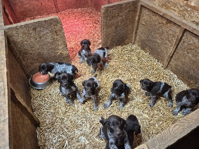 Les chiots de Braque allemand à poil court