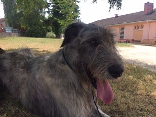Du grand chien de culann Logan