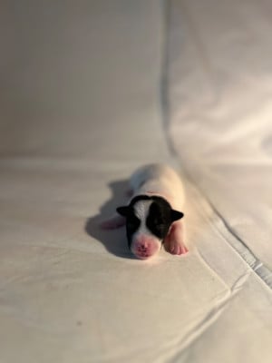 Les chiots de Jack Russell Terrier