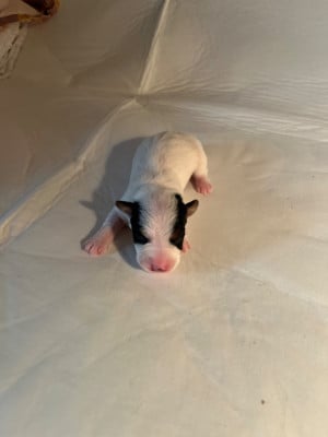 Les chiots de Jack Russell Terrier