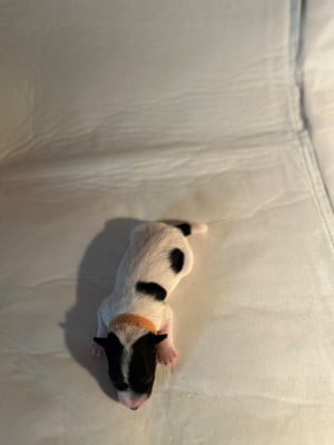 Les chiots de Jack Russell Terrier