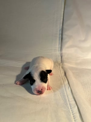 Les chiots de Jack Russell Terrier