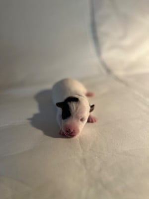 Les chiots de Jack Russell Terrier