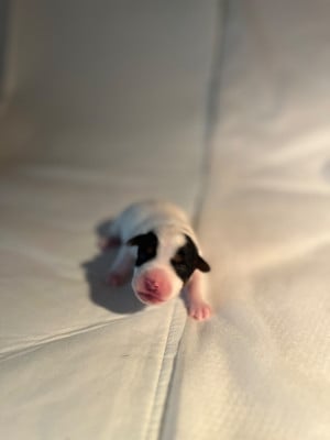 Les chiots de Jack Russell Terrier