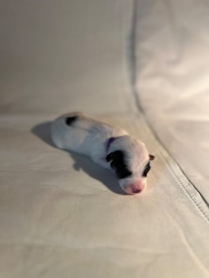 Les chiots de Jack Russell Terrier