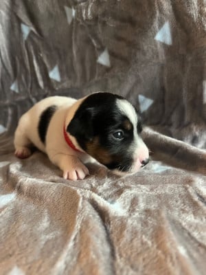 Les chiots de Jack Russell Terrier