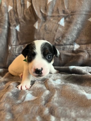 Les chiots de Jack Russell Terrier