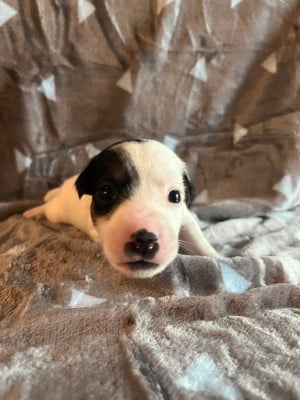 Les chiots de Jack Russell Terrier