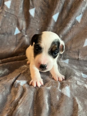 Les chiots de Jack Russell Terrier