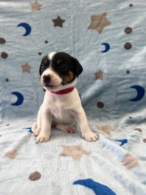Les chiots de Jack Russell Terrier