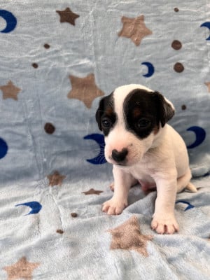 Les chiots de Jack Russell Terrier
