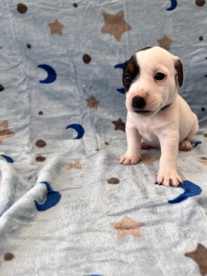 Les chiots de Jack Russell Terrier