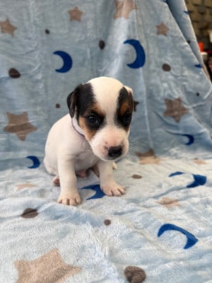 Les chiots de Jack Russell Terrier