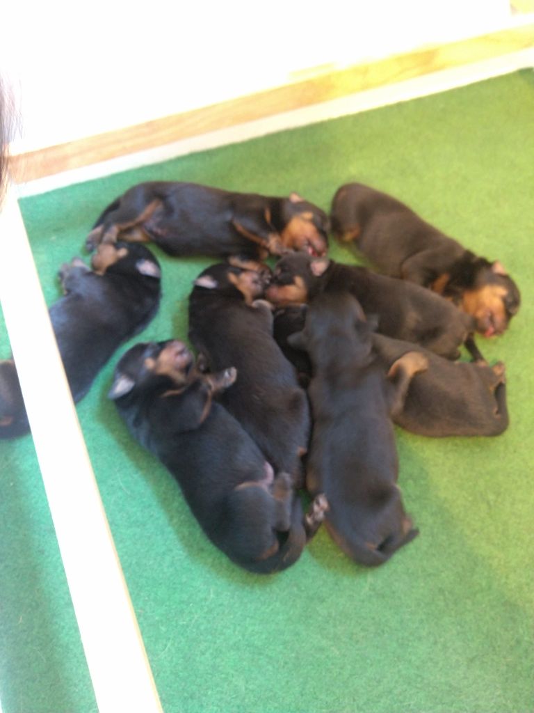 Chiot Rottweiler, mâle disponible en Provence Alpes Cote D