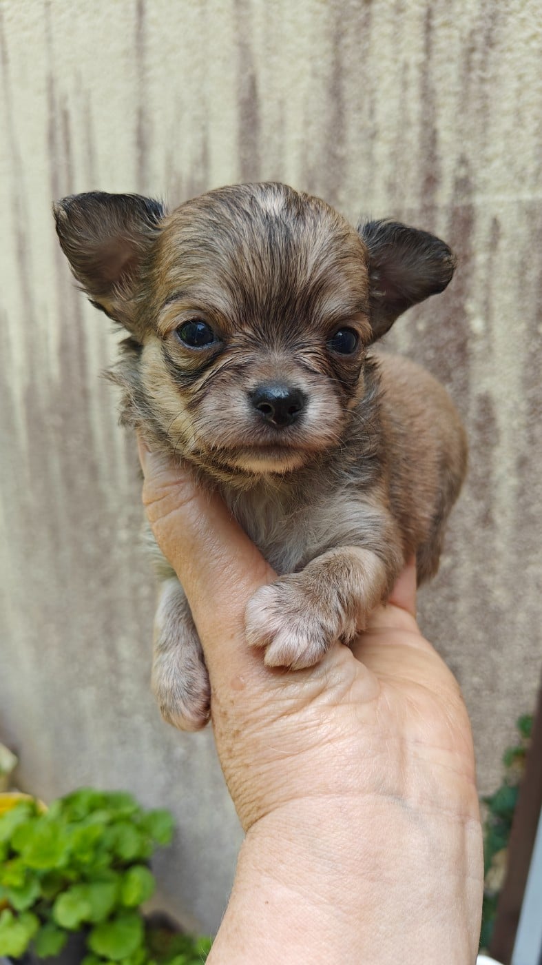 Chiot N°1