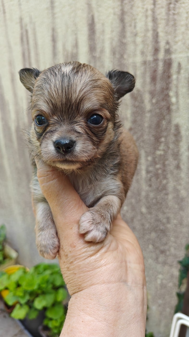 Chiot N°1