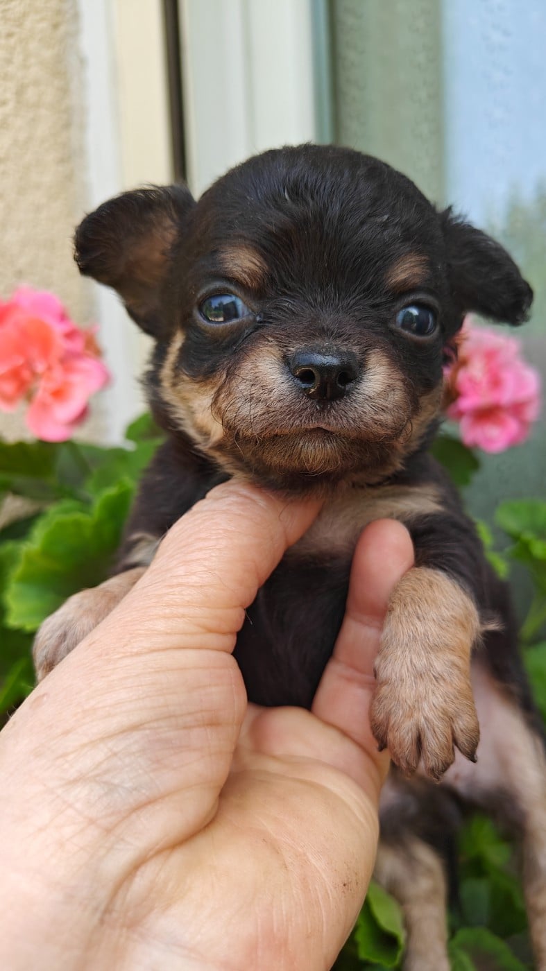 Chiot N°3