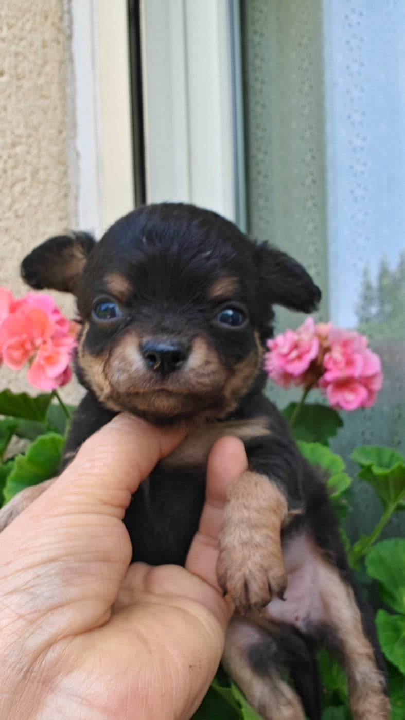 Chiot N°3