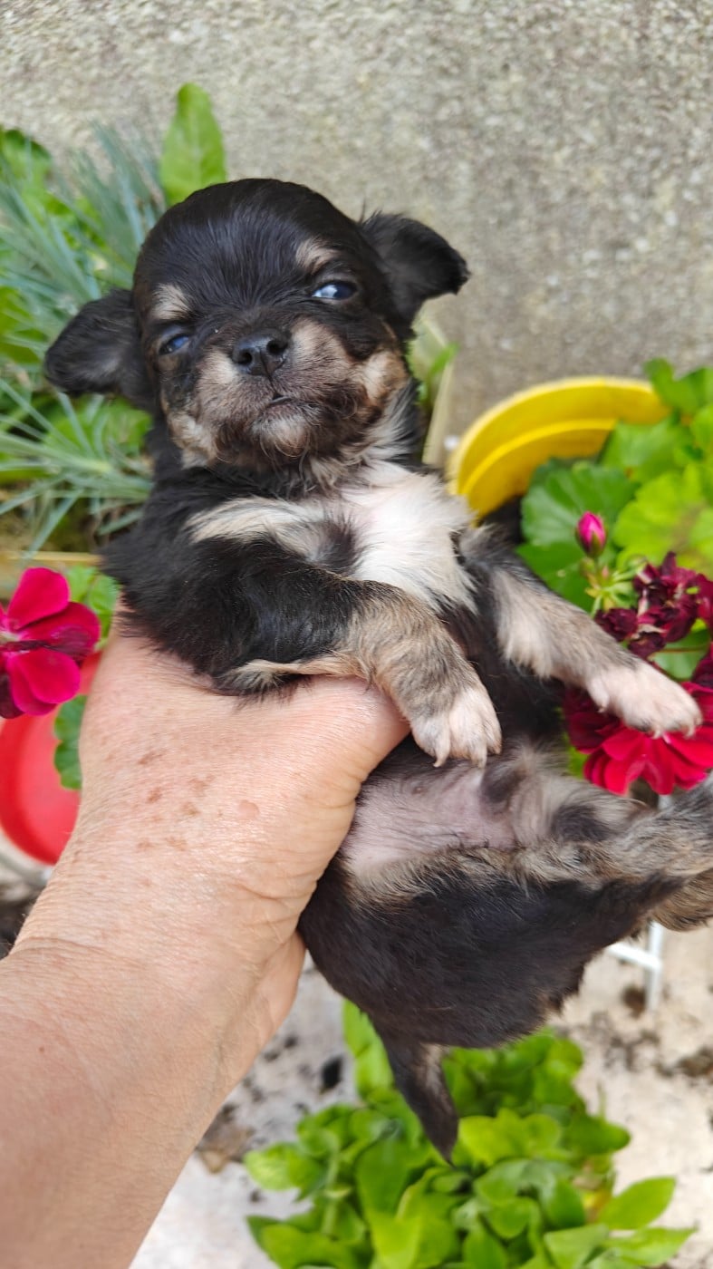 Chiot N°2