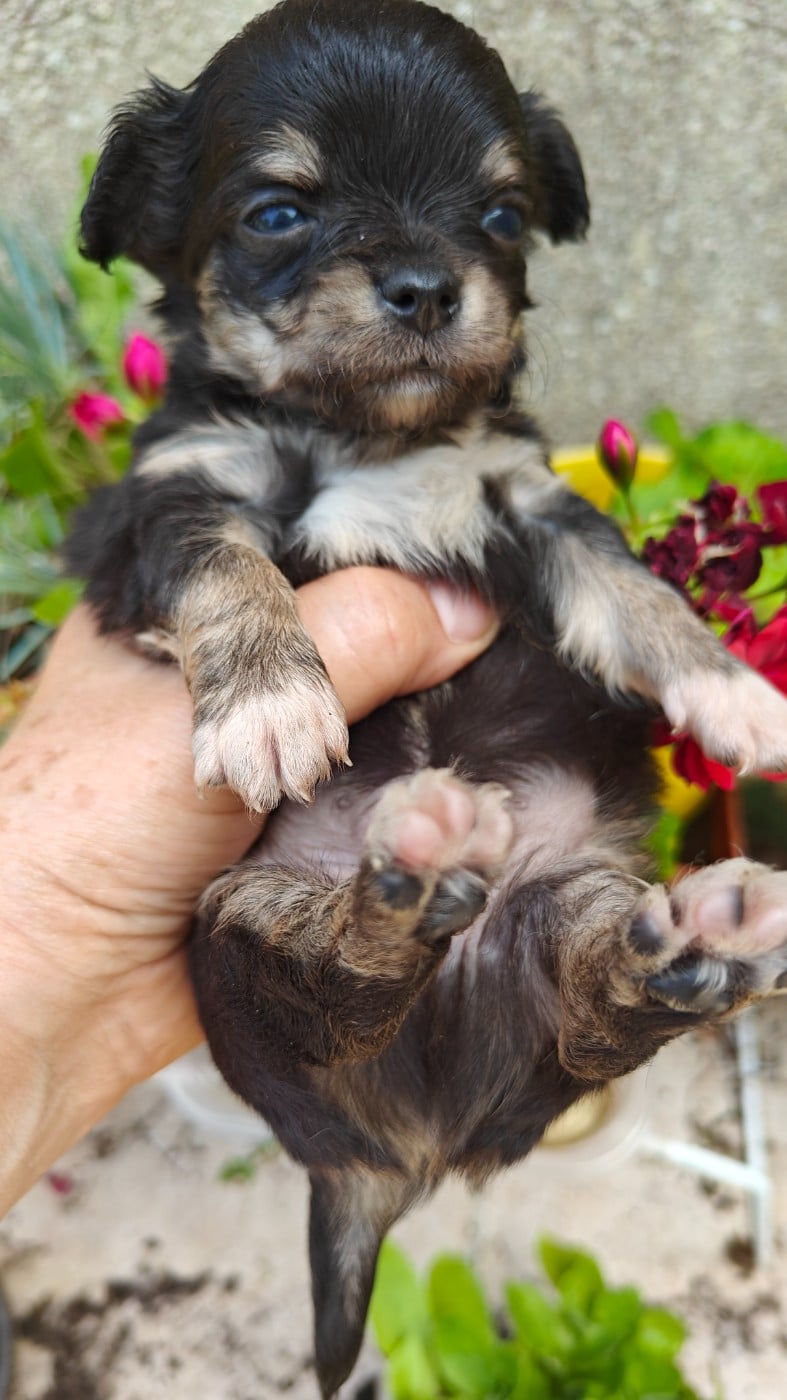 Chiot N°2