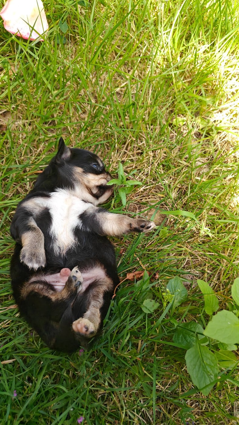 Chiot N°4