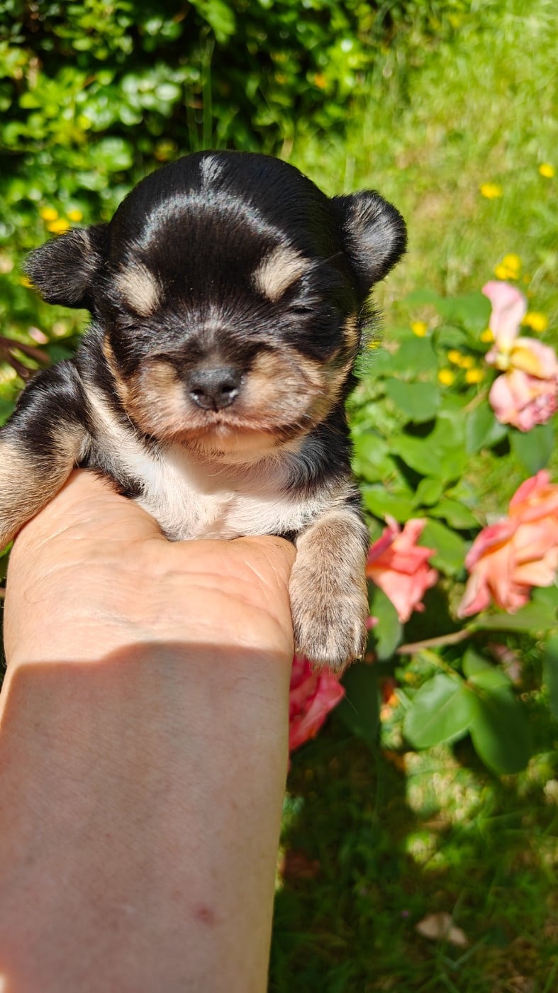 Chiot N°4