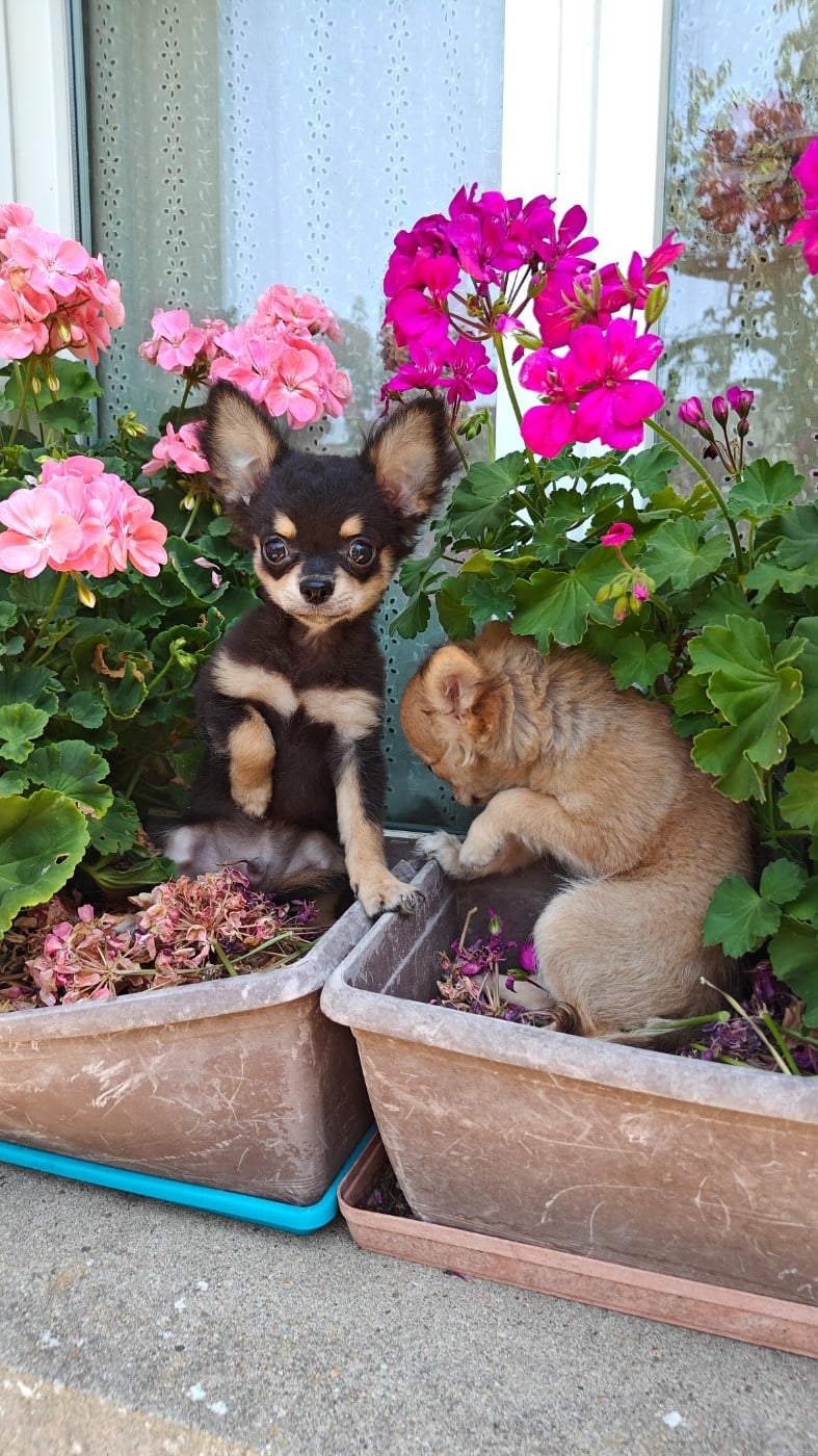 Bamako disponible - Chihuahua
