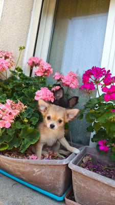 Chihuahua