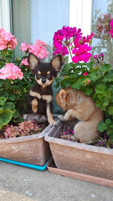 Bamako disponible - Chihuahua