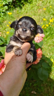 Baba cool - Chihuahua