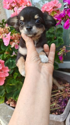 Benito - Chihuahua