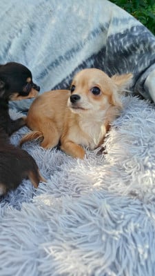Les chiots de Chihuahua
