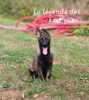 Les chiots de Berger Allemand