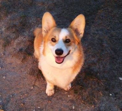 CH. Lady sansa Milk Wood - 2e Excellent en classe ouvert