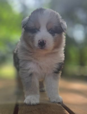 Les chiots de Berger Australien