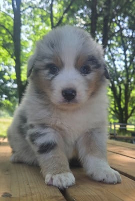 Les chiots de Berger Australien