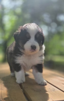 Les chiots de Berger Australien