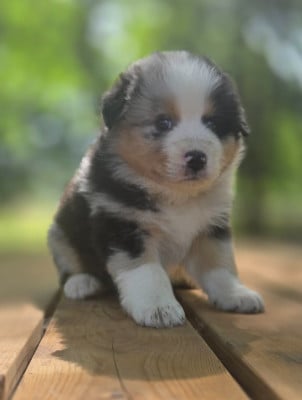 Les chiots de Berger Australien
