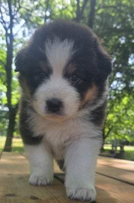 Les chiots de Berger Australien