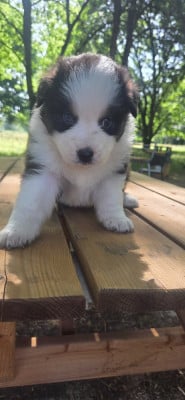Les chiots de Berger Australien