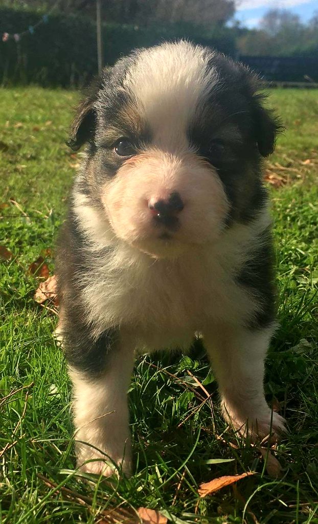 CHIOT Noire Tricolore - Berger Australien
