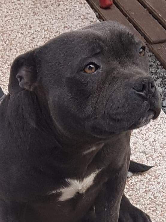 Publication : of Cuddle and Beauty