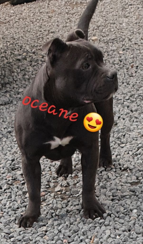 Publication : of Cuddle and Beauty