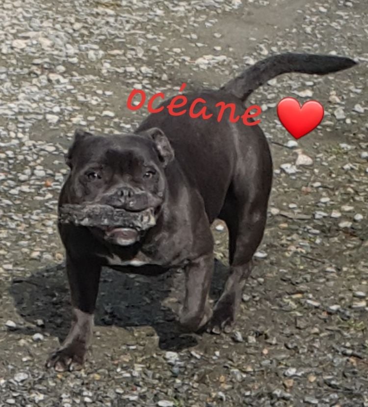 Publication : of Cuddle and Beauty