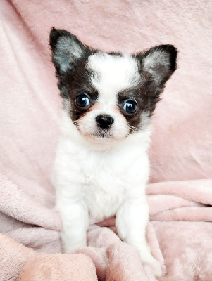 Les chiots de Chihuahua