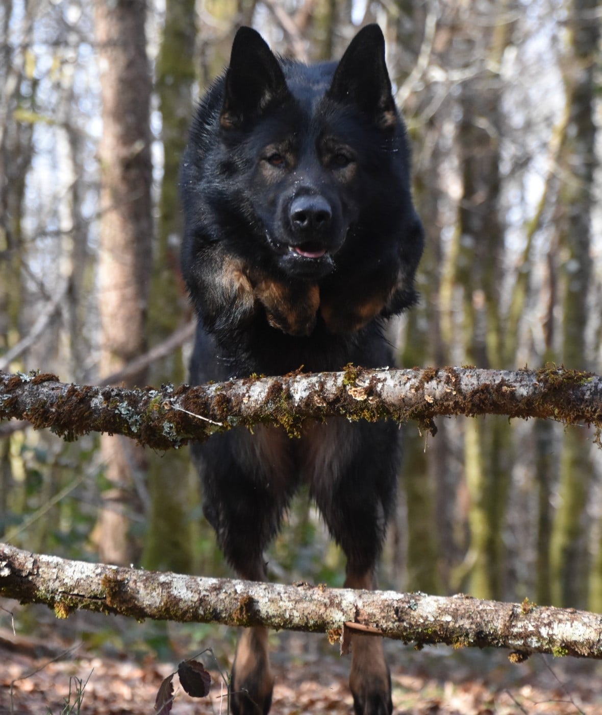 Ultimate adelaar aritar bastet