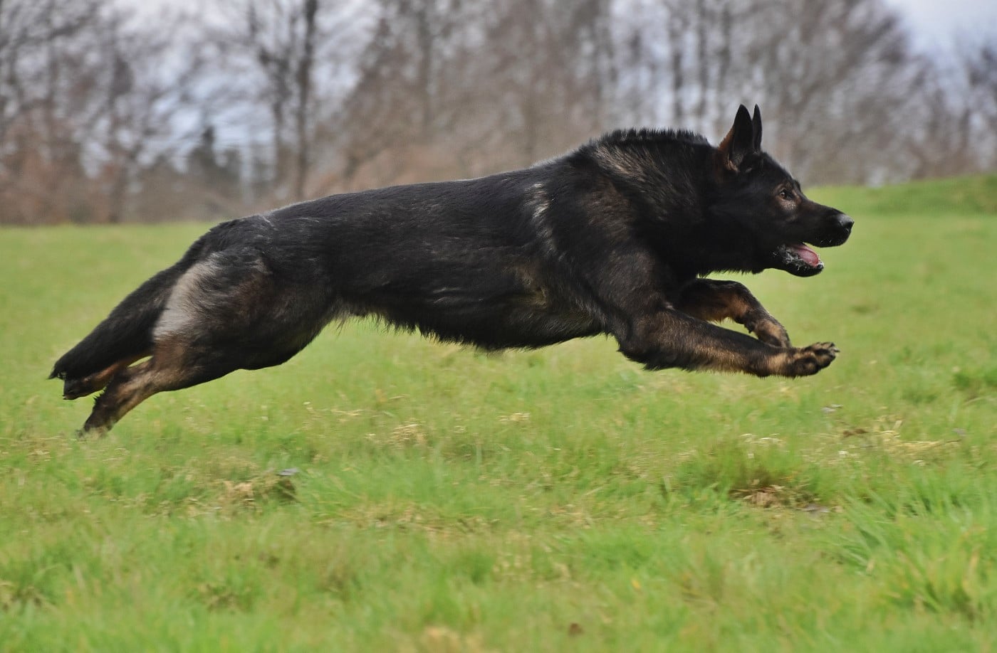 Ultimate adelaar aritar bastet